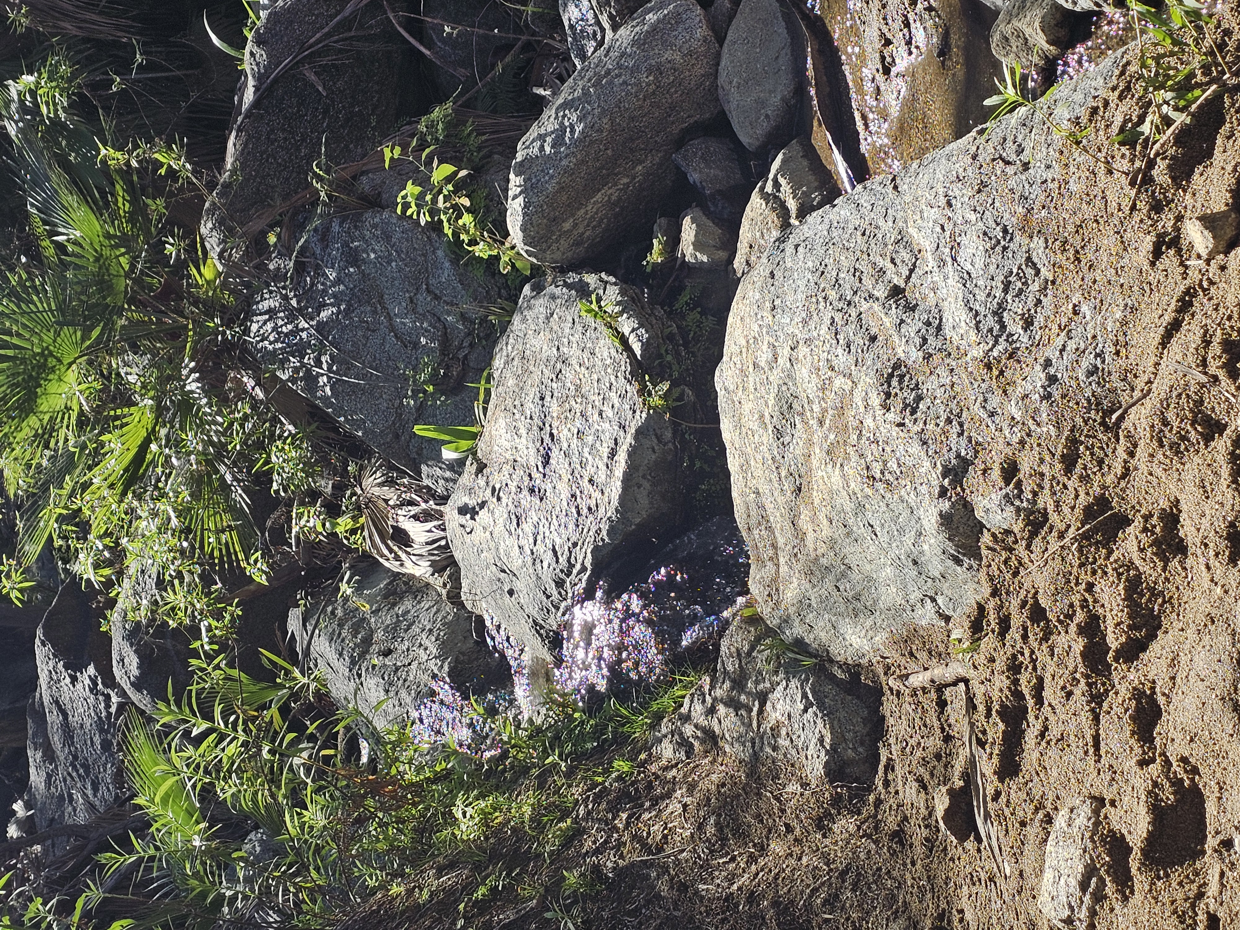 Sierra Laguna Biosfera